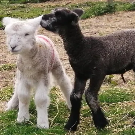 Luddie's Country - Poppy * Aislaby